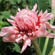 Pink Torch Ginger Etlingera Elatior Seeds