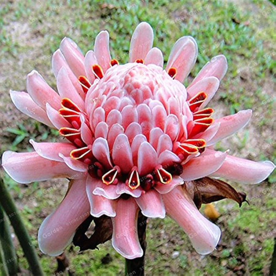 Pink Torch Ginger Etlingera Elatior Seeds