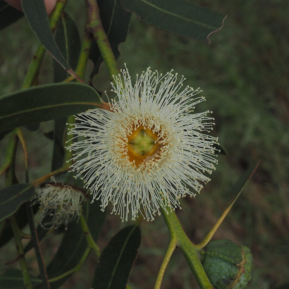 Tasmanian Blue Gum Eucalyptus Globulus Seeds