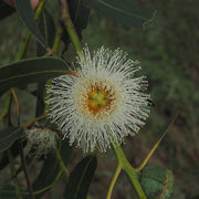 Tasmanian Blue Gum Eucalyptus Globulus Seeds
