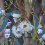 Tasmanian Blue Gum Eucalyptus Globulus Seeds