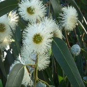 Tasmanian Blue Gum Eucalyptus Globulus Seeds