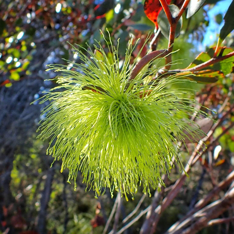 Lehmannii Eucalyptus Seeds, Herbal