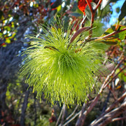 Lehmannii Eucalyptus Seeds, Herbal