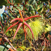 Lehmannii Eucalyptus Seeds, Herbal