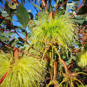Lehmannii Eucalyptus Seeds, Herbal