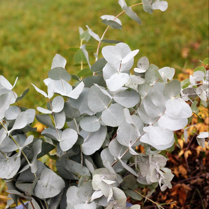 Silver Drop Eucalyptus Seeds, Herbal