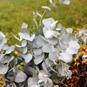Silver Drop Eucalyptus Seeds, Herbal