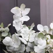 Silver Drop Eucalyptus Seeds, Herbal