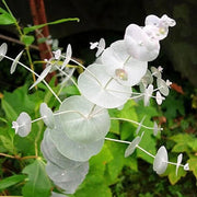 Silver Drop Eucalyptus Seeds, Herbal