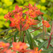 Red Griffithii Wildflower Mix Seeds