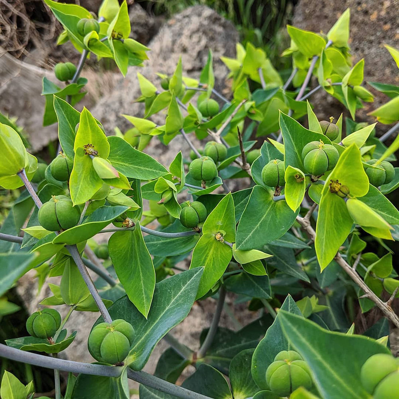 Mole Euphorbia Lathyris Seeds, Herbal