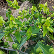 Mole Euphorbia Lathyris Seeds, Herbal