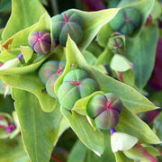 Mole Euphorbia Lathyris Seeds, Herbal