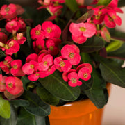 Crown of Thorns Plant Euphorbia Milii Seeds