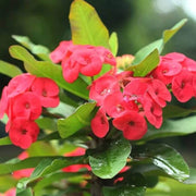 Crown of Thorns Plant Euphorbia Milii Seeds