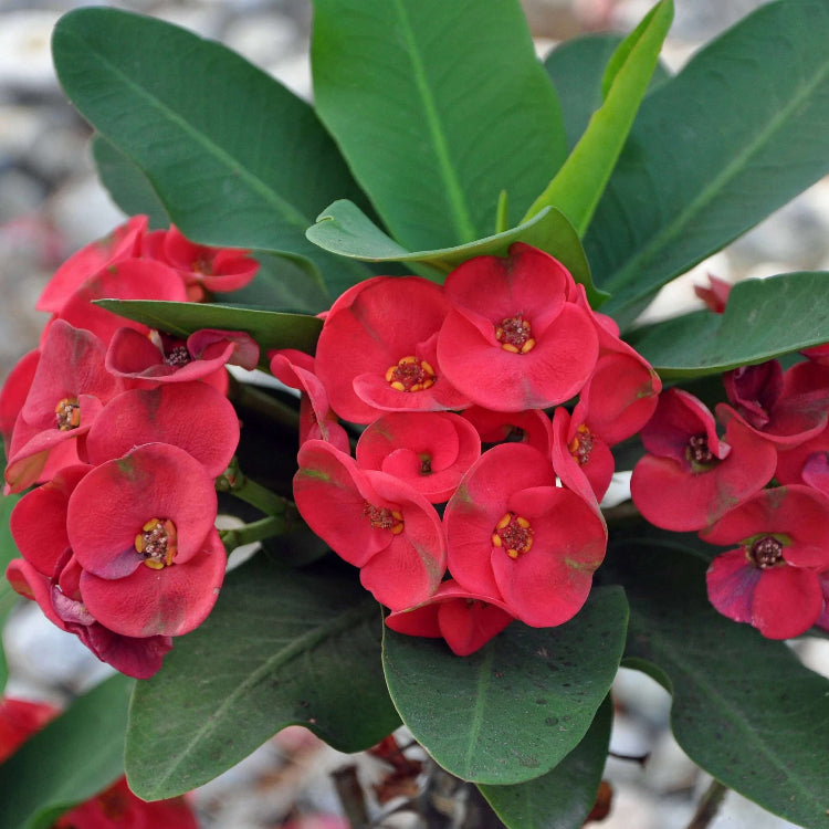 Crown of Thorns Plant Euphorbia Milii Seeds