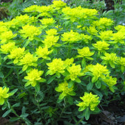 Yellow Polychroma Euphorbia Seeds