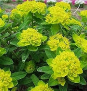 Yellow Polychroma Euphorbia Seeds