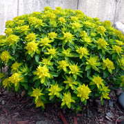 Yellow Polychroma Euphorbia Seeds
