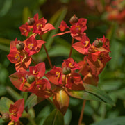 Red Griffithii Wildflower Mix Seeds