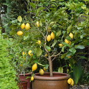 Eureka Lemon Seeds