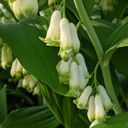European Solomon's Seal Seeds