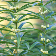 European Solomon's Seal Seeds