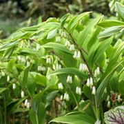 European Solomon's Seal Seeds