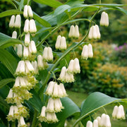 European Solomon's Seal Seeds