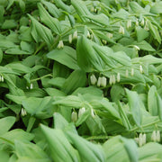 European Solomon's Seal Seeds