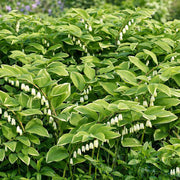 European Solomon's Seal Seeds