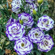 White & Blue Lisianthus Eustoma Seeds