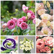 Rare Mixed Eustoma Seeds