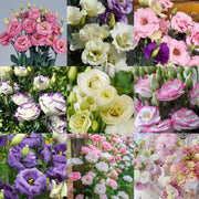 Rare Mixed Eustoma Seeds