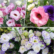 Rare Mixed Eustoma Seeds