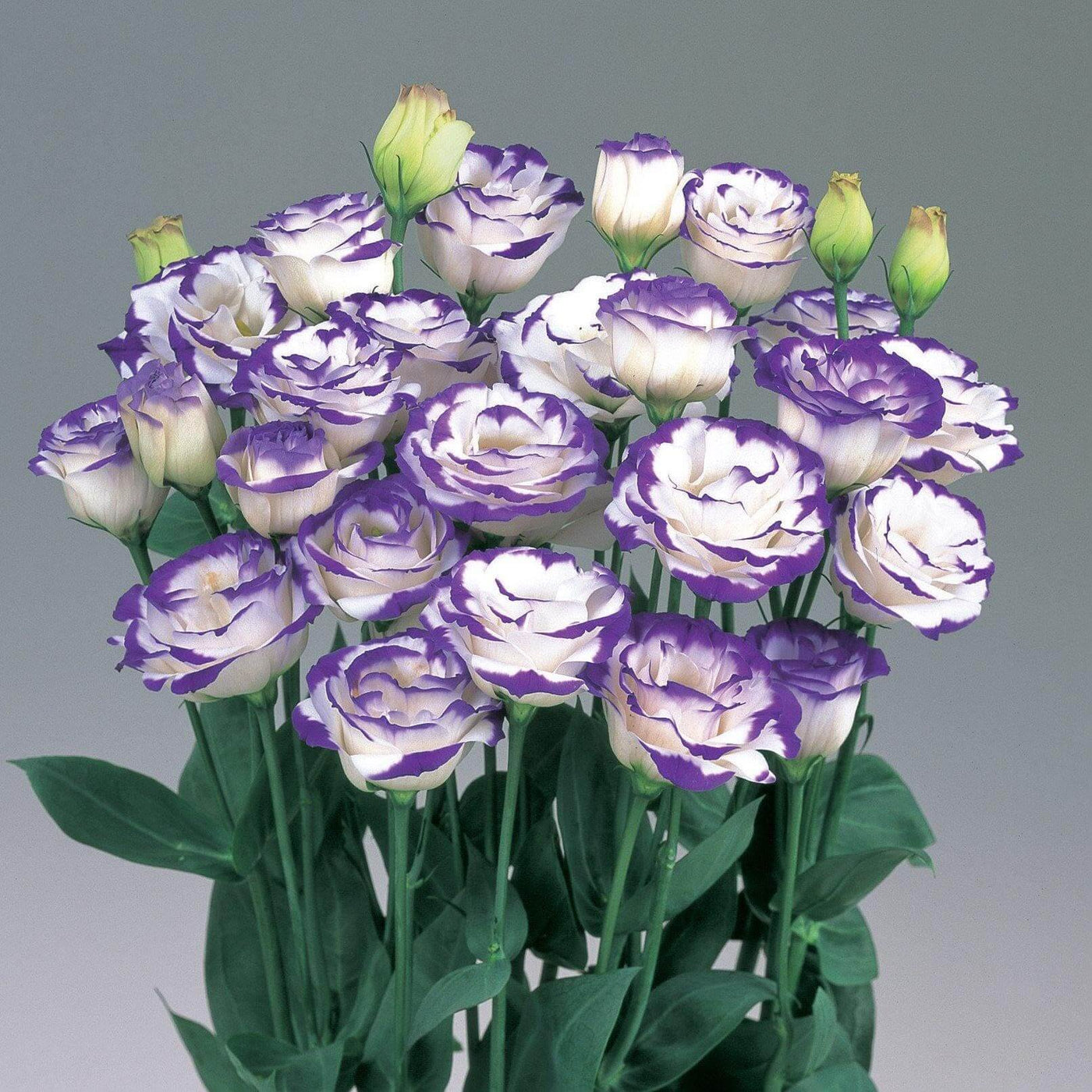 White & Blue Lisianthus Eustoma Seeds