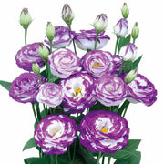 White & Blue Lisianthus Eustoma Seeds