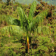 Euterpe precatoria Seeds - Fruit Plant