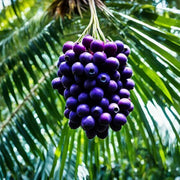 Euterpe precatoria Seeds - Fruit Plant