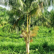 Euterpe precatoria Seeds - Fruit Plant