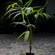 Euterpe precatoria Seeds - Fruit Plant