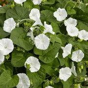 Moonflower Seeds – Ipomoea alba