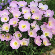 Showy Evening Primrose Seeds