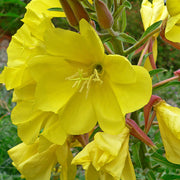 Hooker's Evening Primrose Seeds