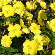 Hooker's Evening Primrose Seeds