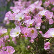 Mexican Evening Primrose Seeds