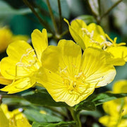 Lamarckiana Evening Primrose Seeds