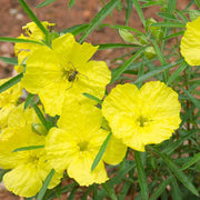 Lamarckiana Evening Primrose Seeds