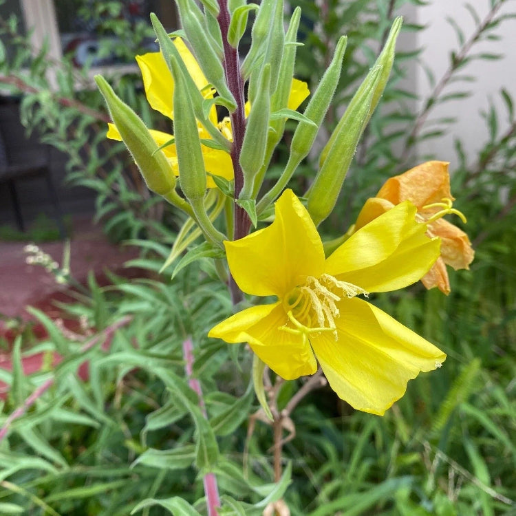 Hooker's Evening Primrose Seeds